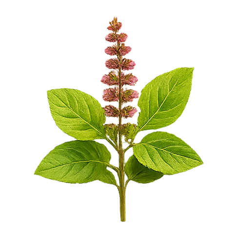 TULSI